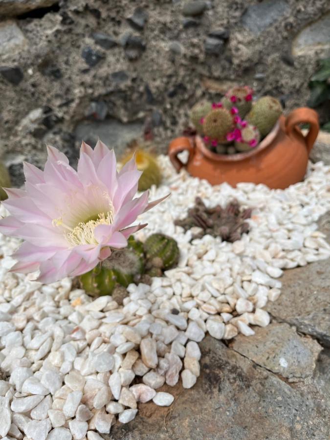 Tropical House Villa Ribeira Brava Kültér fotó