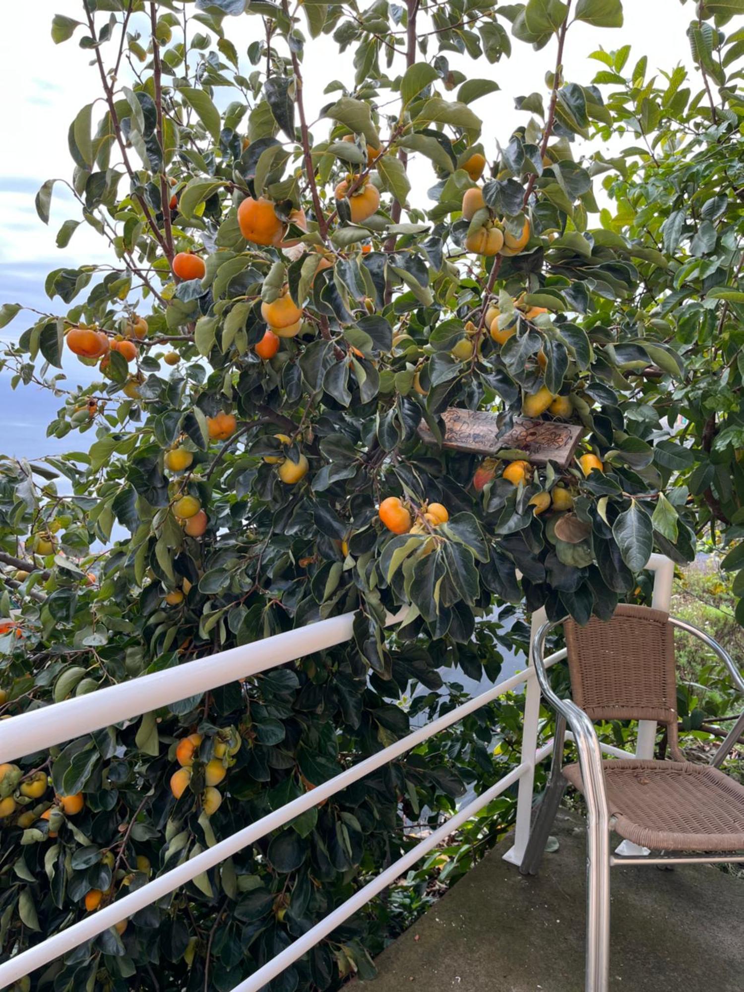 Tropical House Villa Ribeira Brava Kültér fotó