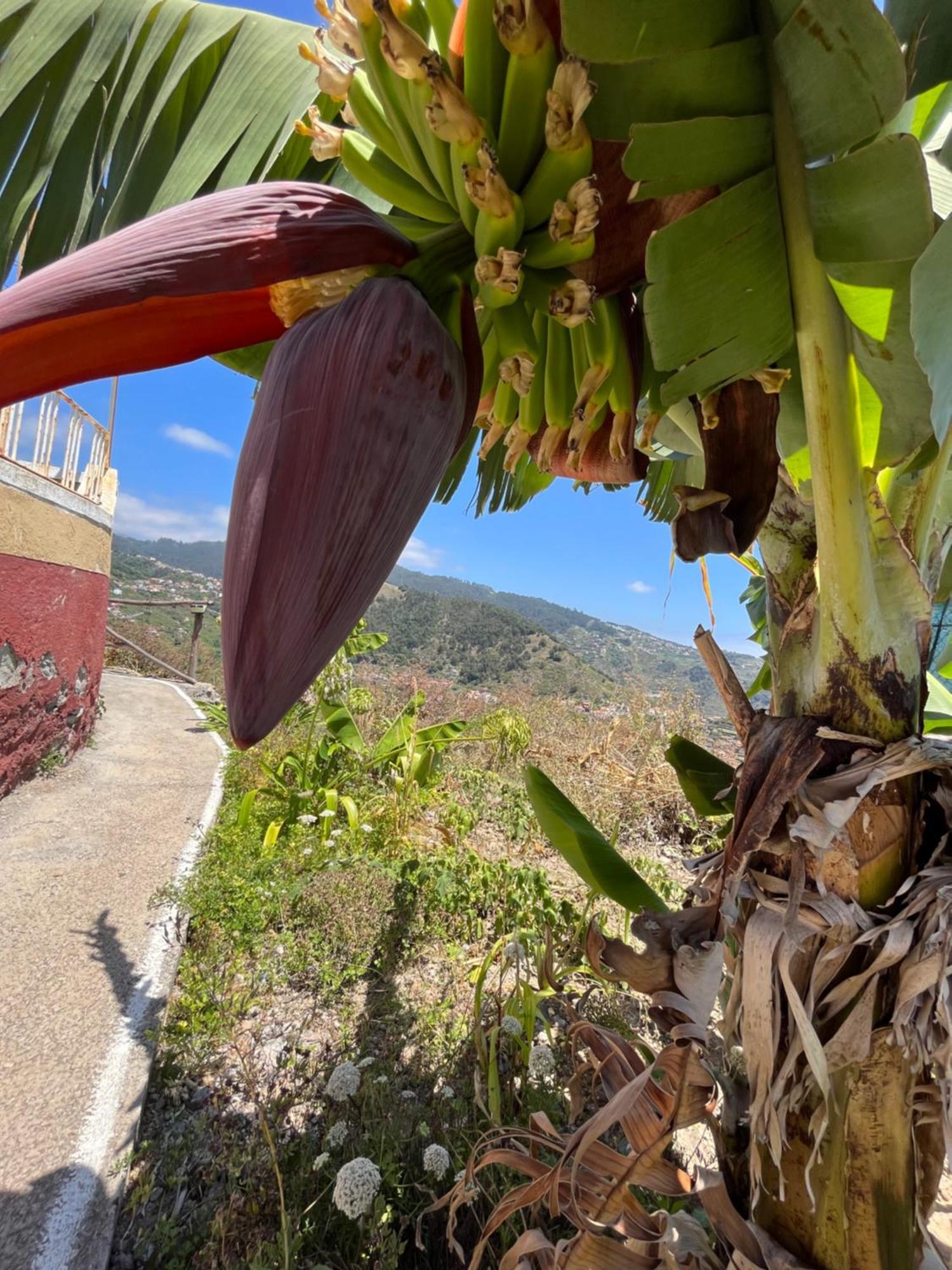 Tropical House Villa Ribeira Brava Kültér fotó